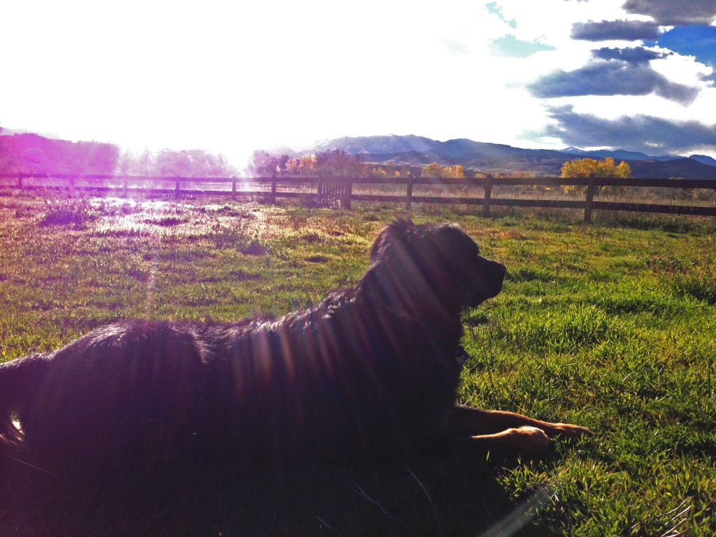 to Canine Devine Farm Canine Devine Farm